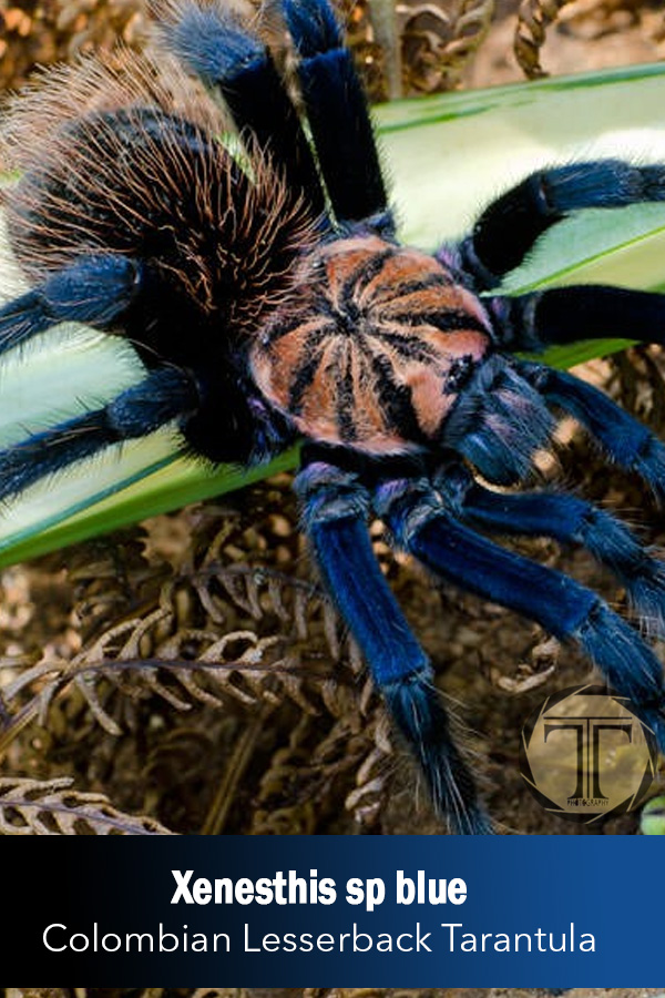 Xenesthis sp blue – Colombian Lesserback Tarantula (Female)