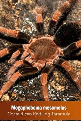 Megaphobema mesomelas – Costa Rican Red Leg Tarantula (Sling)