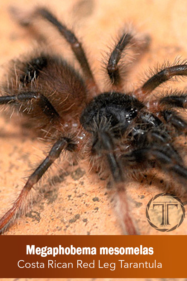 Megaphobema mesomelas – Costa Rican Red Leg Tarantula (Sling)