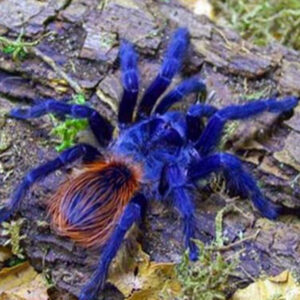 Lasiocyano sazimai - Brazilian Blue Tarantula