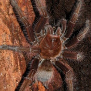 Theraphosa apophysis - Pinkfoot Goliath Tarantula