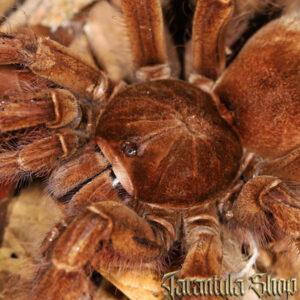 Theraphosa blondi