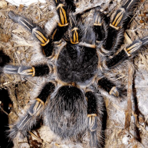 Grammostola pulchripes - Chaco Golden Knee Tarantula (Sling)