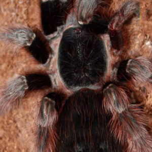 Nhandu carapoensis Brazilian Red Tarantula