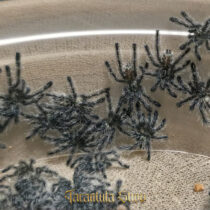 Ybyrapora diversipes – Amazon Sapphire Pinktoe