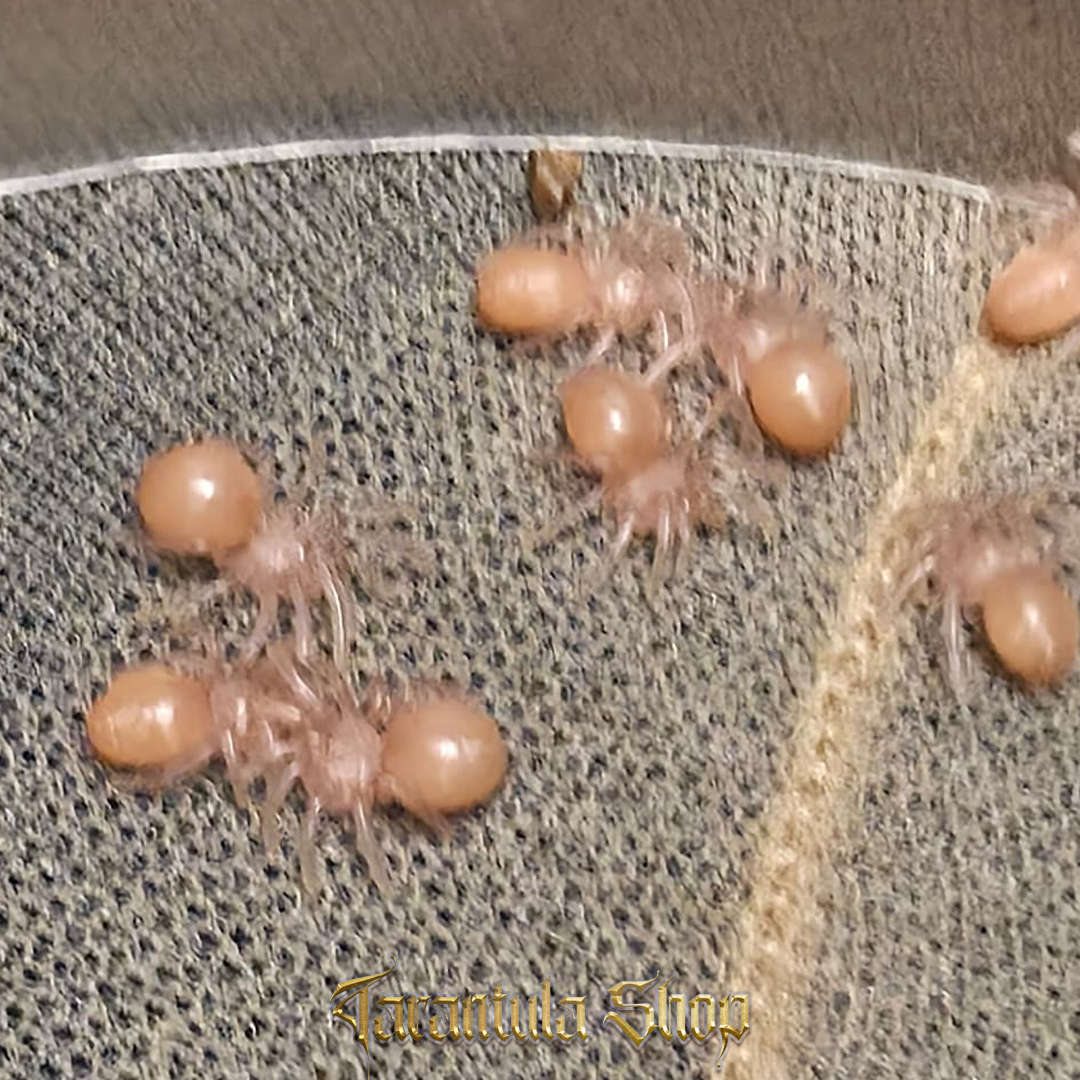 Ybyrapora diversipes
