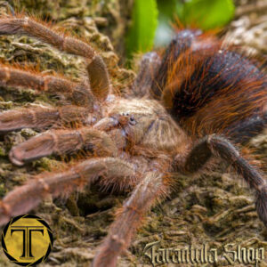 Avicularia lynnae