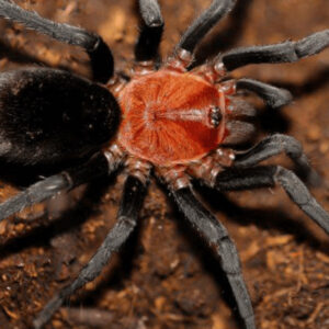 Brazilian Redhead - Bumba horrida (Sling) 2cm