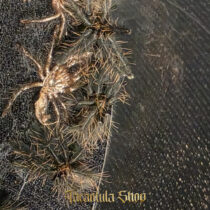 Omothymus schioedtei – Malaysian earthtiger