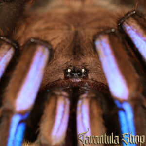 Chilobrachys natanicharum