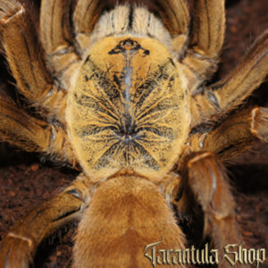 Haplopelma schmidti