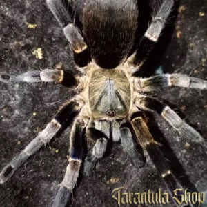 Ornithoctoninae sp Long Na