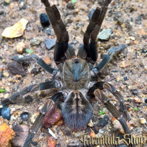 Ornithoctoninae sp Veronica