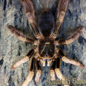 Ornithoctoninae sp Vietnam Highland