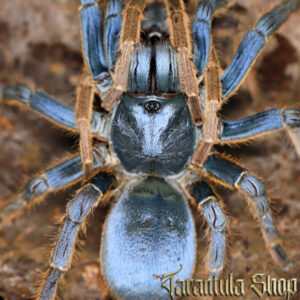 Vietnam Silver Earth Tiger - Ornithoctoninae sp Vietnam Silver (Sub Adult Female)