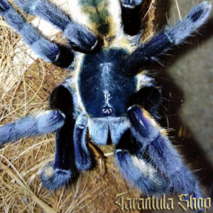 Ornithoctonus sp Ranong Blue