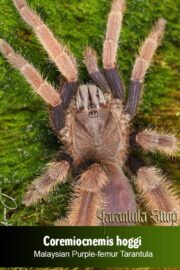 Malaysian Purple-femur Tarantula – Coremiocnemis hoggi (Sling)