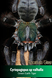 Green Earth Tiger – Cyriopagopus sp valhalla (Sling)