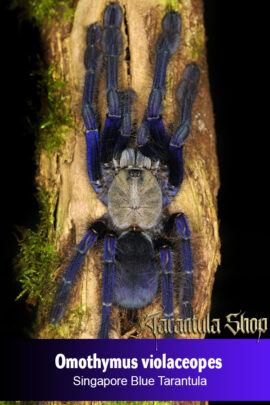 Singapore Blue Tarantula – Omothymus violaceopes (Sling)