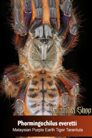 Malaysian Purple Earth Tiger Tarantula – Phormingochilus everetti (Sling)