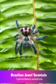 Brazilian Jewel Tarantula – Typhochlaena seladonia (Sling)