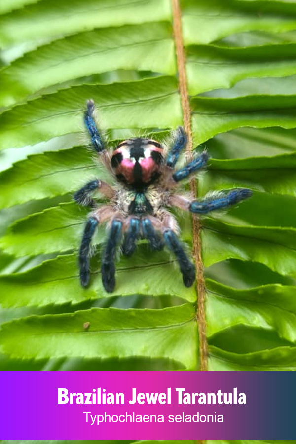 Brazilian Jewel Tarantula – Typhochlaena seladonia (Sling)