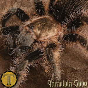 Tliltocatl albopilosus