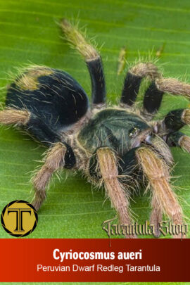 Peruvian Dwarf Redleg Tarantula – Cyriocosmus aueri (Sling)