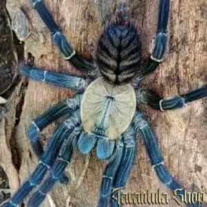 Ornithoctoninae sp Haribon