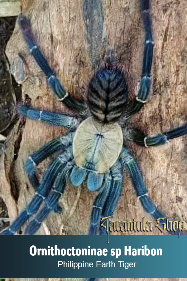 Philippine Earth Tiger – Ornithoctoninae sp Haribon (Sling)