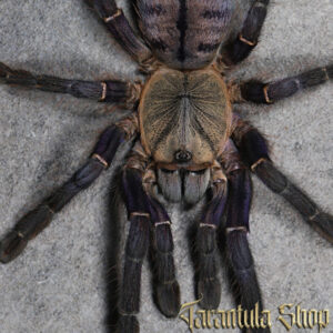 Ornithoctoninae sp Phan Cay Blue