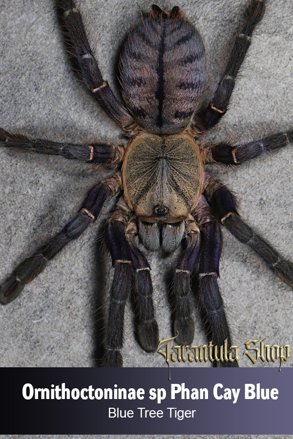 Blue Tree Tiger – Ornithoctoninae sp Phan Cay Blue (Sling)