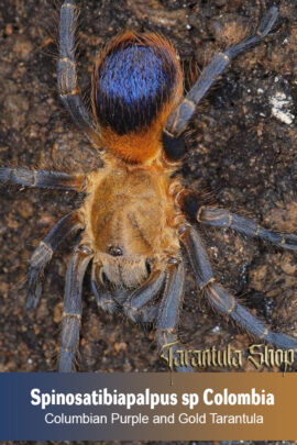 Columbian Purple and Gold Tarantula – Spinosatibiapalpus sp Colombia (Sling)