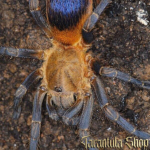 Spinosatibiapalpus sp Colombia