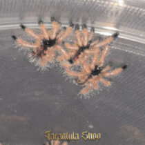 Avicularia avicularia – Pinktoe tarantula (2026)