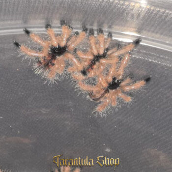 Avicularia avicularia – Pinktoe tarantula (2026)