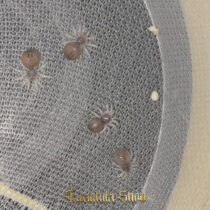 Avicularia bicegoi – Wooly Pink Toe (2026)