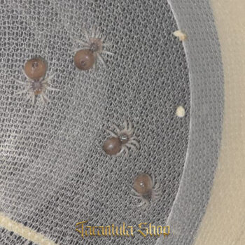 Avicularia bicegoi – Wooly Pink Toe (2026)