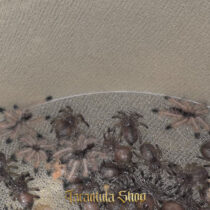 Avicularia juruensis M3 – Peru purple pink toe (2026)