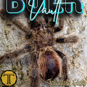 Avicularia juruensis