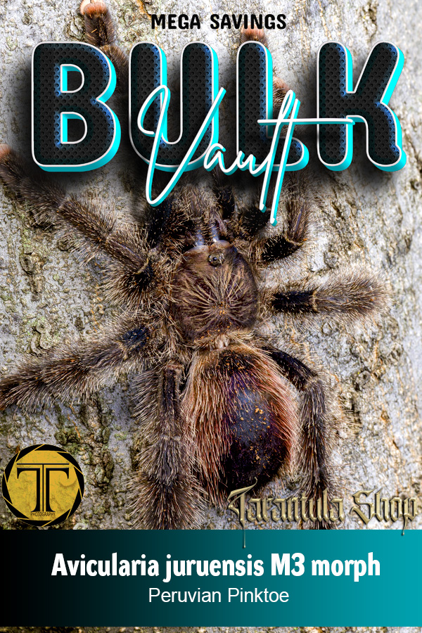5 x Peruvian Pinktoe – Avicularia juruensis (Morph 3)