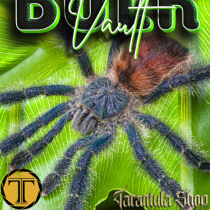 Avicularia variegata