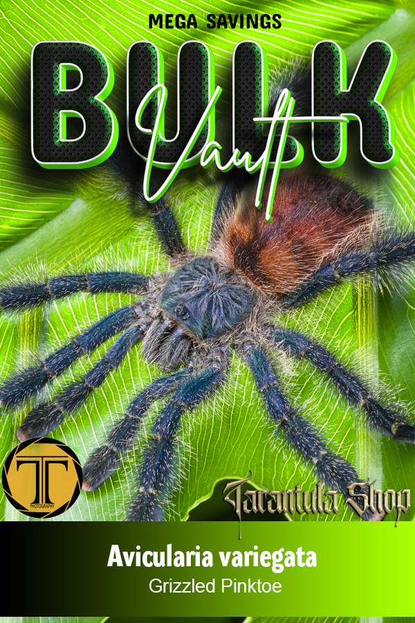 5 x Grizzled Pinktoe – Avicularia variegata (Slings)