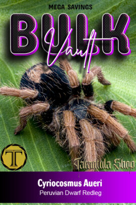 10 x Peruvian Dwarf Redleg Tarantula – Cyriocosmus aueri (Slings)