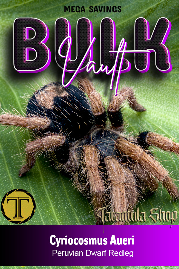 10 x Peruvian Dwarf Redleg Tarantula – Cyriocosmus aueri (Slings)