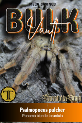 5 x Panama Blonde – Psalmopoeus pulcher (Slings)