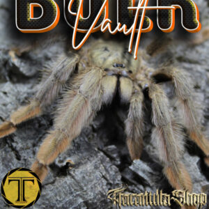 Psalmopoeus pulcher