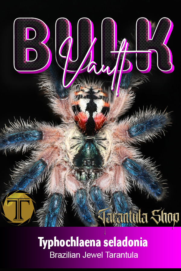 5 x Brazilian Jewel Tarantula – Typhochlaena seladonia (Slings)