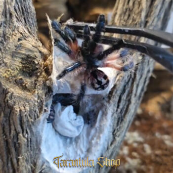 Typhochlaena seladonia – Brazilian Jewel (2 x Egg sacks)