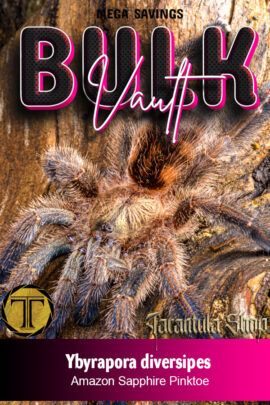 5 x Amazon Sapphire Tarantula – Ybyrapora diversipes (Slings)